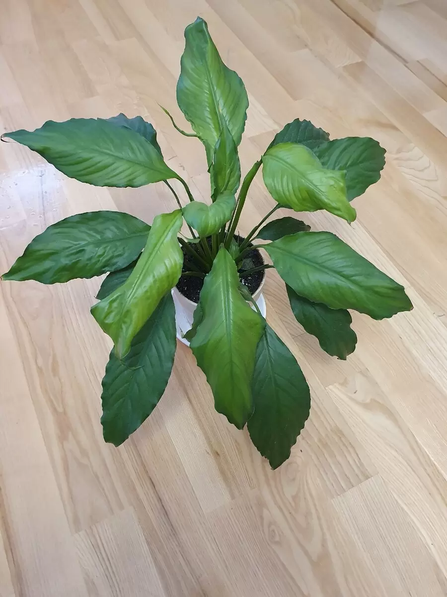 Тайны увядания спатифиллума: как спасти любимое растение