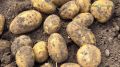 Учёные нашли способ увеличить урожай картофеля в условиях стресса