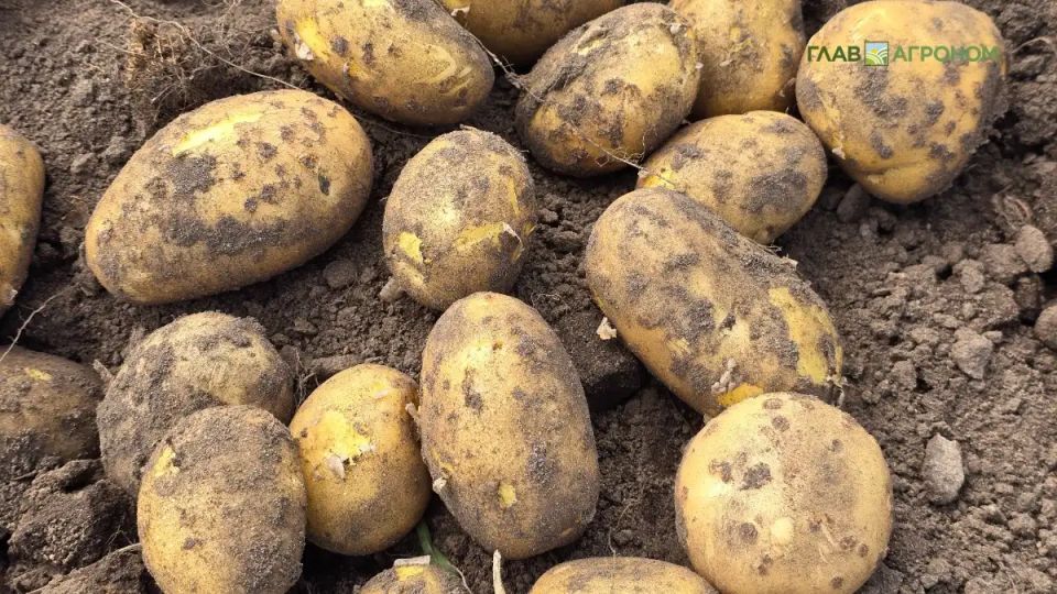 ������ ����� ������ ��������� ������ ��������� � �������� �������