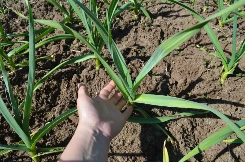 Эффективные советы по подкормке чеснока в июне: уход за крепким урожаем