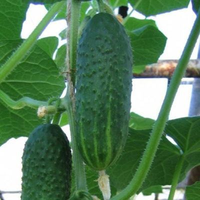 ������ �������: ��������� ����� ��� ������ �������