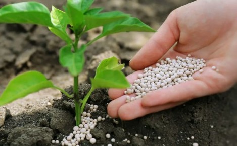 ����������� ������������ ����������� �����: ��� ������� ��� ������� ���������?