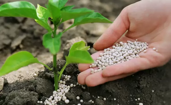 Эффективные альтернативы монофосфату калия: что выбрать для осенних подкормок?