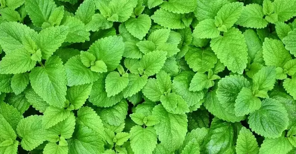 Ароматные травы на вашем подоконнике!