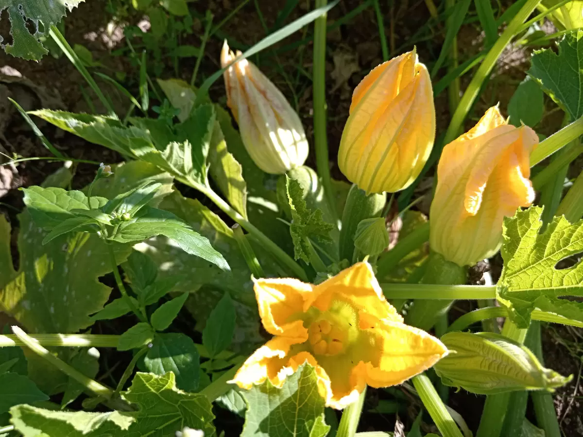 Как добиться богатого урожая кабачков: секреты агрономов