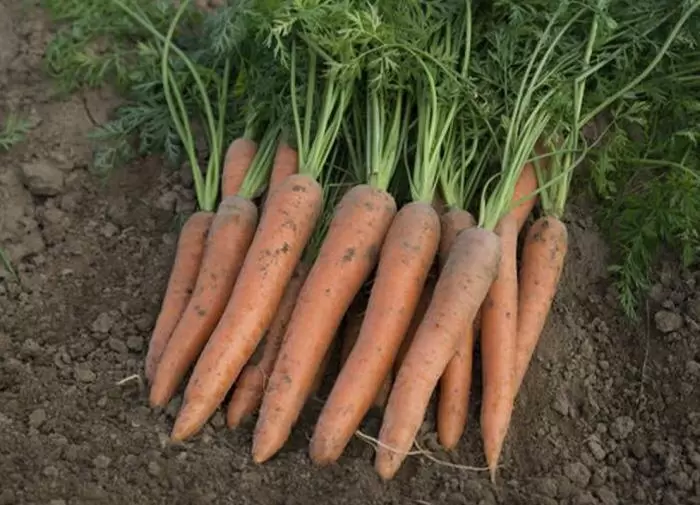 Как сохранить свежесть урожая из вашего огорода на долгое время