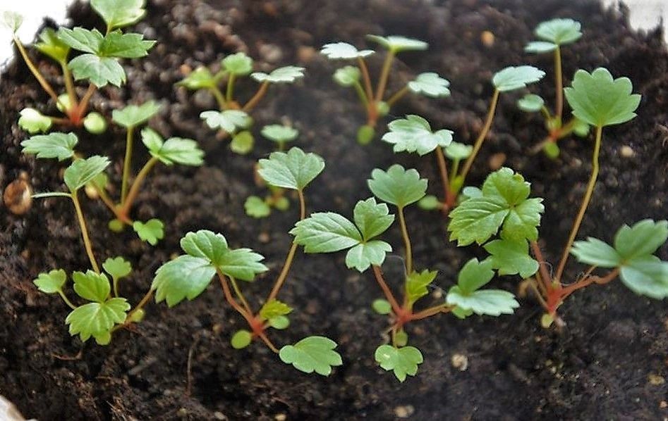 ��� ��������� ������������ ��������� �� ����� � �������� ������ � ������ ���