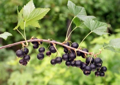 ��� ������� �������� ��������� ����� ����� ������: ����������� ������ ��� ���������