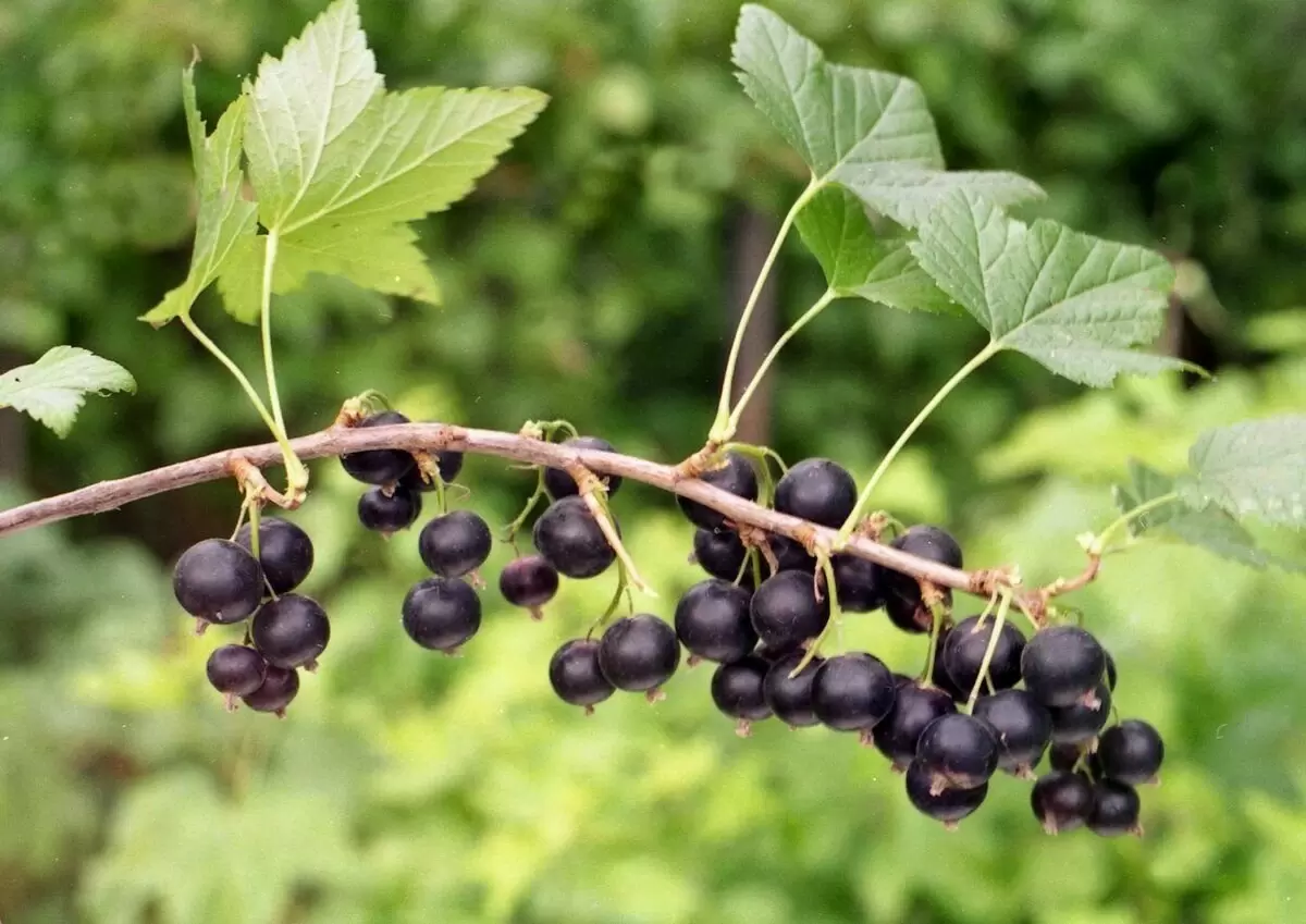Как вернуть здоровье смородине после сбора урожая: проверенные советы для садоводов