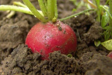 Редис: как начать сезон правильно