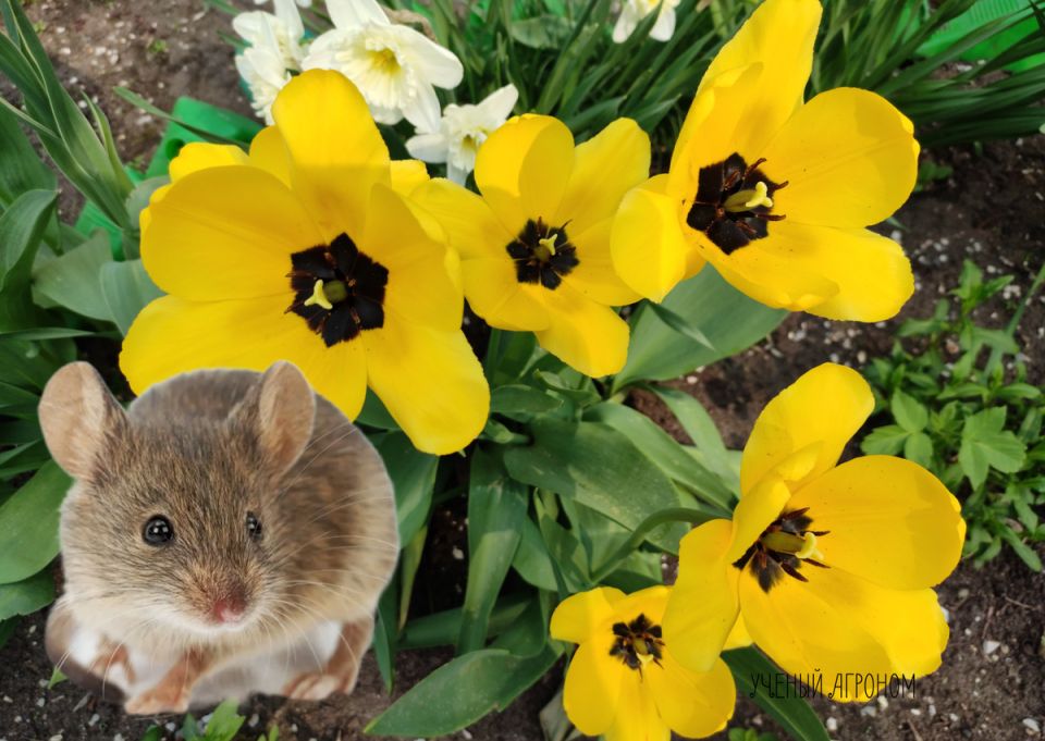 ��� �������� �������� �� ��������: ������� ��� ��������� ��������