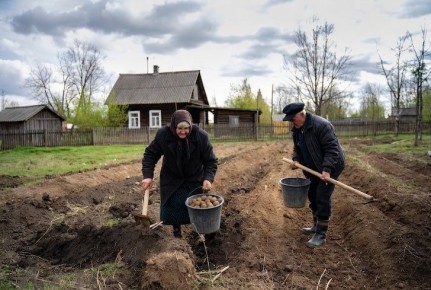 Как правильно посадить ранний картофель, чтобы избежать майских заморозков