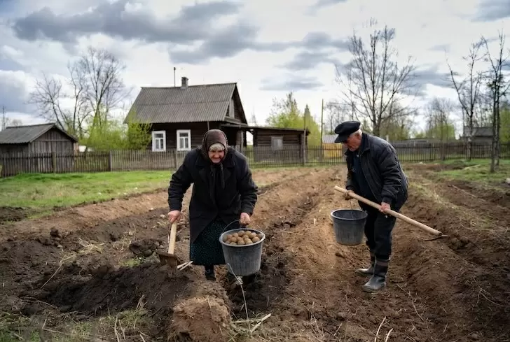 Как правильно посадить ранний картофель, чтобы избежать майских заморозков