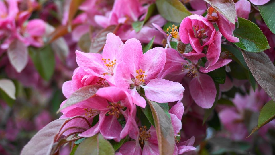 ������ ������: ��������, ������� ��������� ���� ������