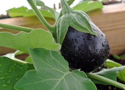 Как справиться с желтизной листьев баклажанов: советы и рекомендации