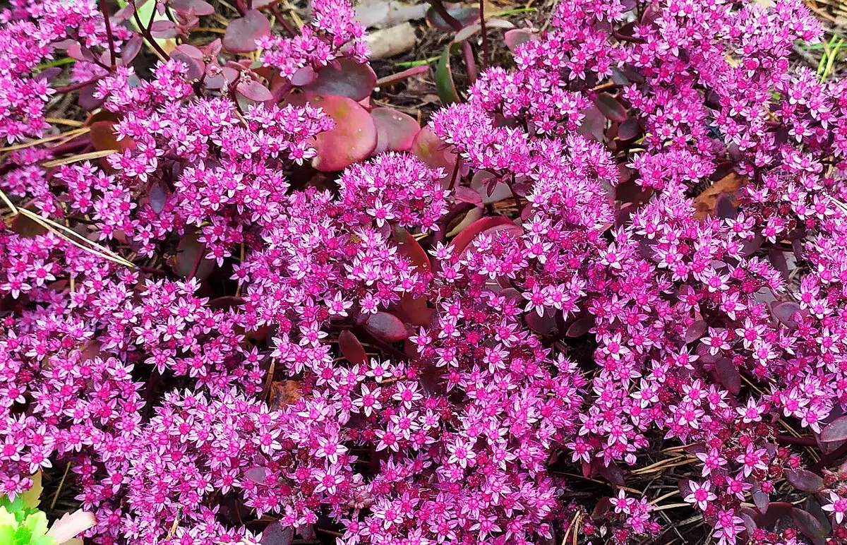 Сочные оттенки осени: очитки серии Sunsparkler в вашем саду