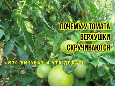 Проблемы с верхушками томатов: что может быть не так?