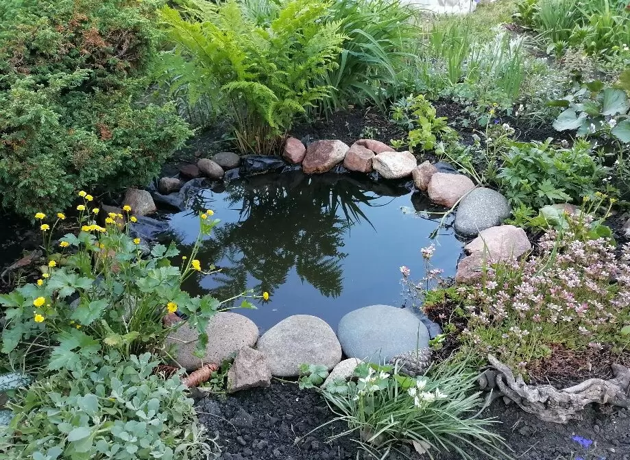 Как красиво оформить водоем в саду: выбор идеальных растений