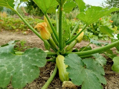 Как жарить кабачки без муки: простые советы и полезные альтернативы