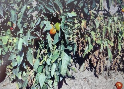 Дождливое лето и томаты: Как защитить урожай от болезней