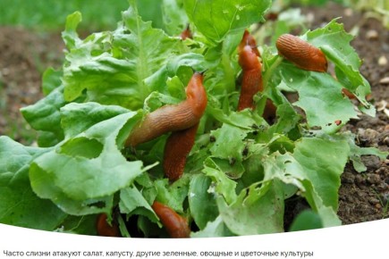 ������ �� �������: ��� ���������� � ���� �������� � �������� ������