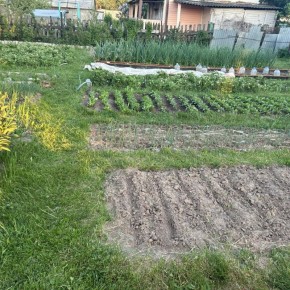 Смена культур: ключ к здоровому огороду