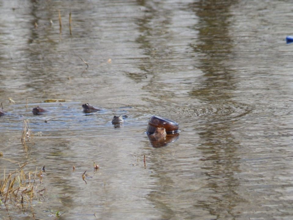 � ����� ����� ������� ������� "��������" �������