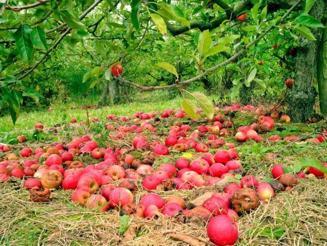 ��������� ��������: ��� ��������� ��� � ������� ������