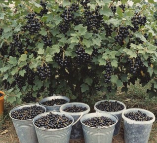 Смородина как в деревне: секреты для щедрого урожая