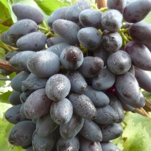 �������� ������: ��������� ������� ������ � ������� ������ ����