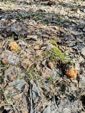 ������� ������� ��� ��������� ���������� "������"