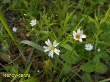 Лесные звездочки: очарование звездчатки в начале весны