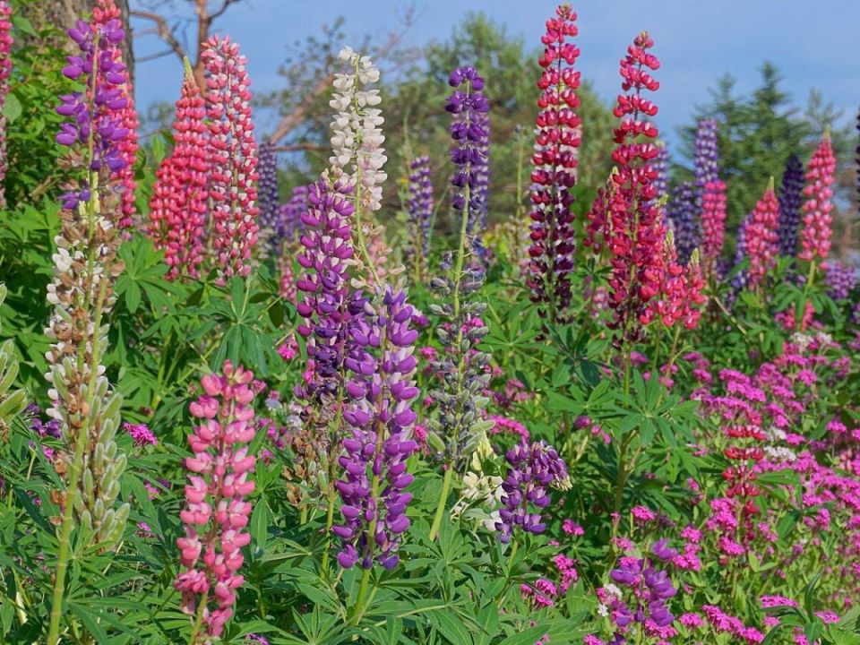 ��� ��� �������: ��� ������� �������� ������� ��� ������