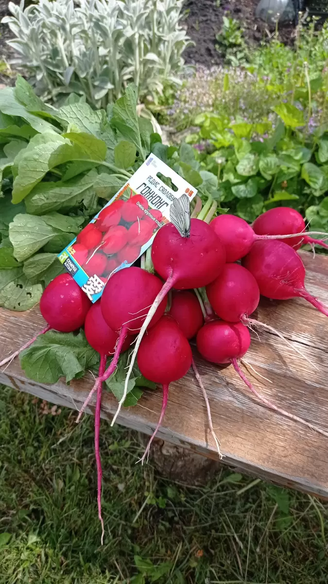 Редис: разнообразие сортов для вашего огорода в 2026 году