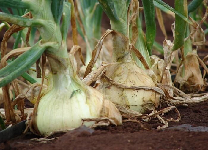 ������������ � ��������� �������� ��������� ���� � ����