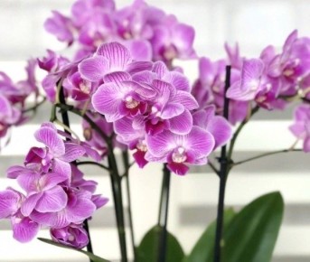 ������� ��������� ����������� �������: �������� ������������ ������