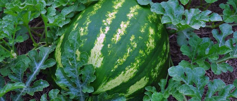 ��� ��������� ������� ������ �� ����� �������