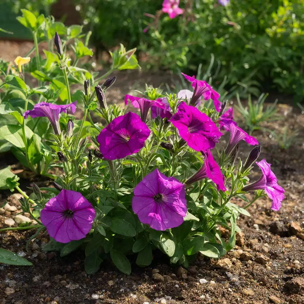 Когда и как правильно сажать петунию в 2026 году: советы опытных садоводов