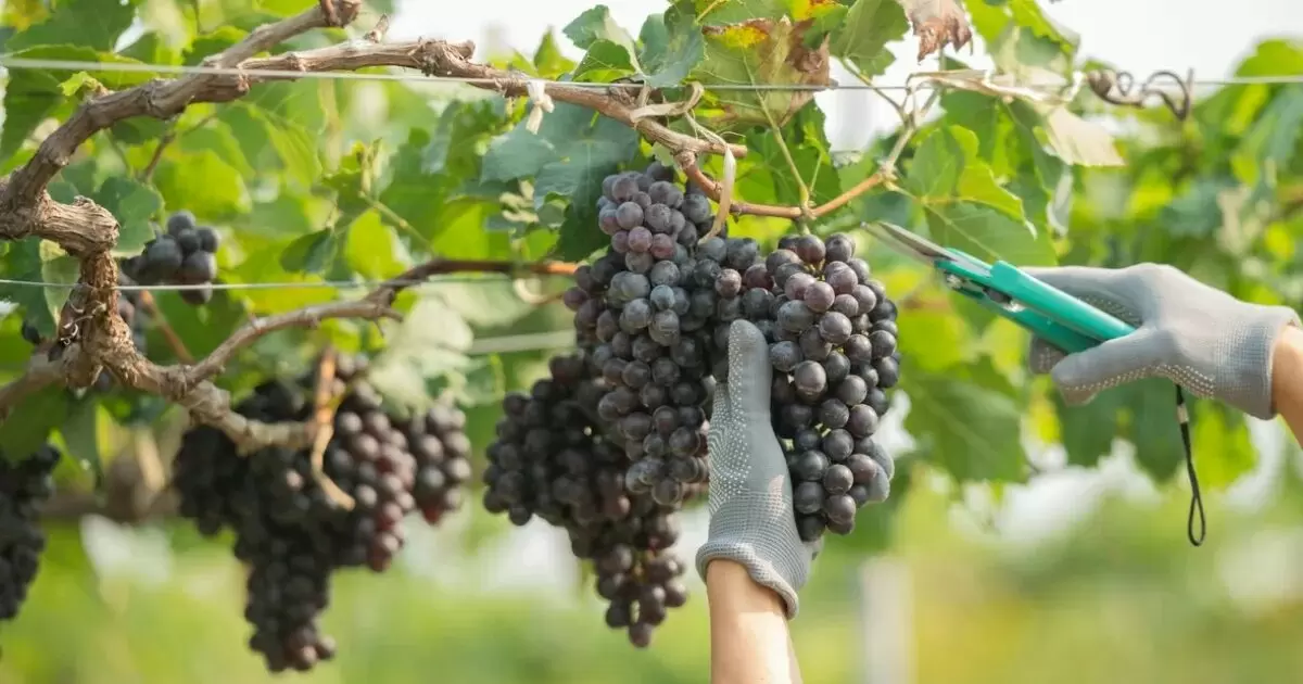 Зачем виноградари прячут медь под корнями? Удивительные факты о пользе металла для растений