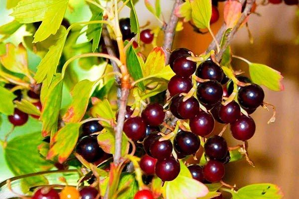 ��������� �����: ��������� ����� ��� �������� � ���������