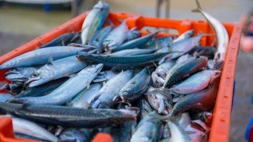 Казахстан запускает новый подход к регулированию численности рыбных ресурсов