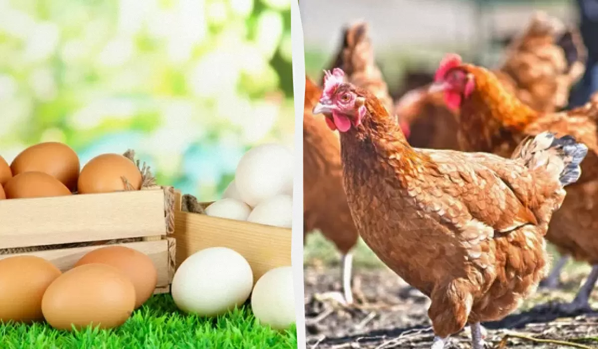 Как правильно накормить кур, чтобы получить крепкие яйца
