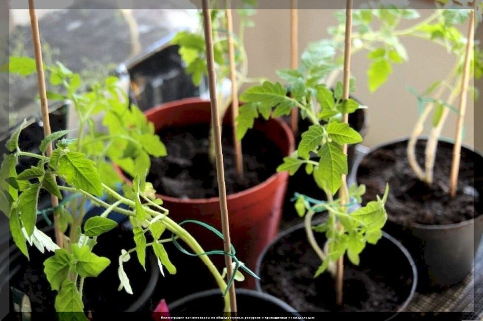 ��� �������� ������� � �������� �������: ������ �� ����� � ������������ �����������