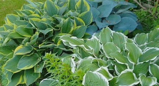 �������� ���� �� ������: ������� �������� � �������