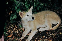 Жительница Зубцова сообщила о нападении собак на улице