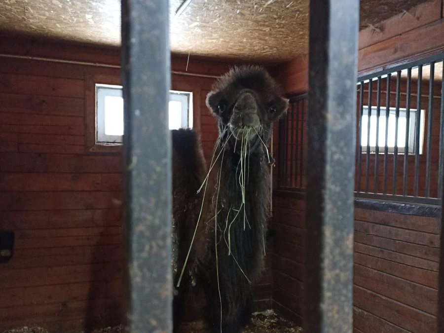 В Тверской области выявили опасную молочку, мясо, а также незаконный зоопарк В Тверской области выявили опасную молочку, мясо, а также незаконный зоопарк