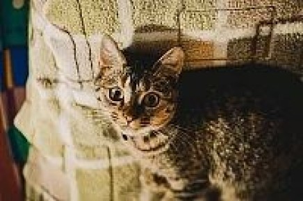 В Торжокском округе на обочине найдены брошенные коты