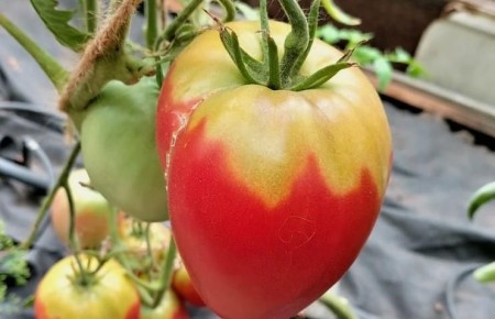 ������ ������� � �������: ������� � �������