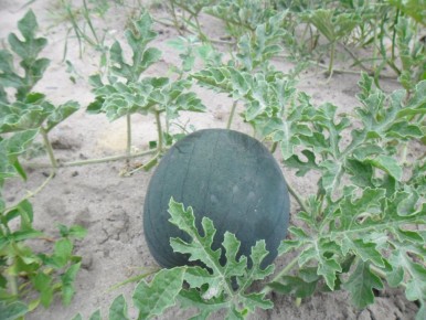 ��� ��������� ������ �� �������� �������: ������� ������ ��� �������� ��������