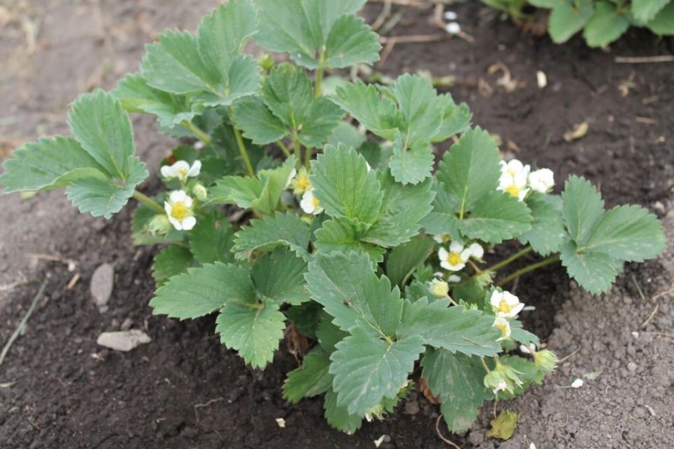 ��� ��������� ������������� �������� � ������ ����: ������ � �������